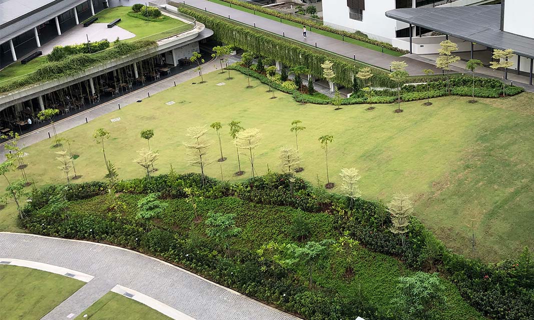 NUS has ramped up its campus greening efforts by creating more green spaces and planting more trees to reduce campus ambient temperature and increase carbon sequestration.