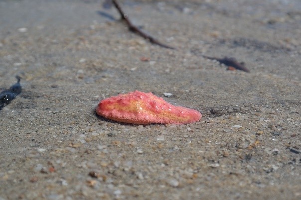 One of the many bright pink sea cucumbers observed along the intertidal zone at Changi Beach.  