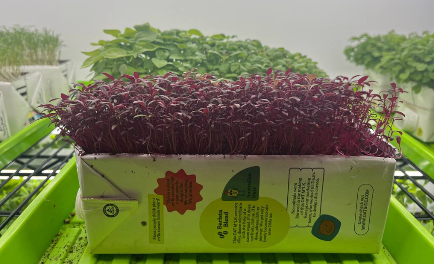 Growing Microgreens in Upcycled Oatside Cartons