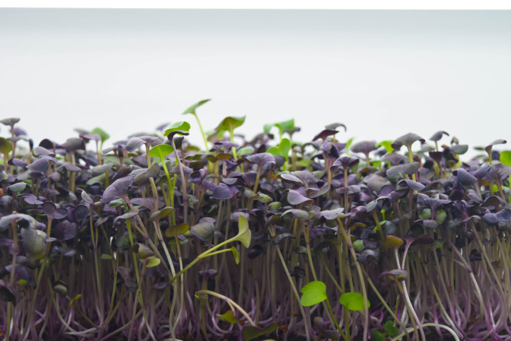 GreenLoopFarms grow a wide variety of Microgreens including Radishes (in photo) to Ameranth and Borage.
