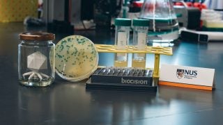 Bacteria